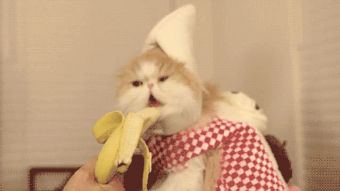 Procatinator Katze 34: Flauschiges Bananaphone